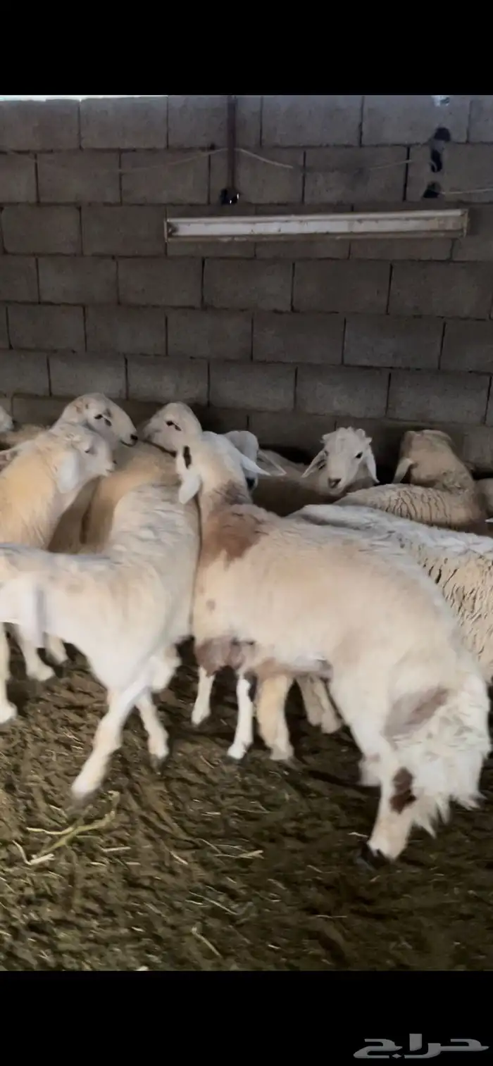 طليان حريات للمناسبات طيبات بالحيل 9