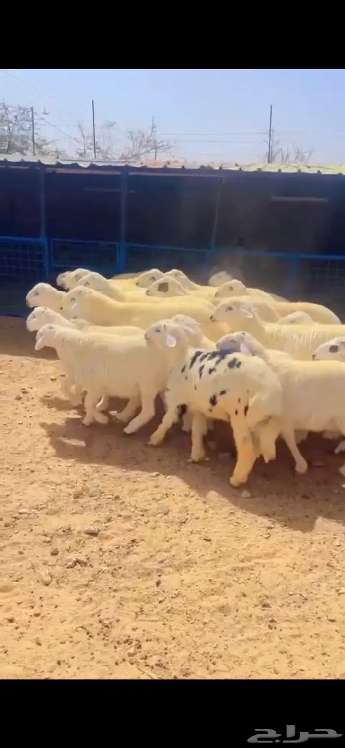 طليان حريات للمناسبات طيبات بالحيل 5