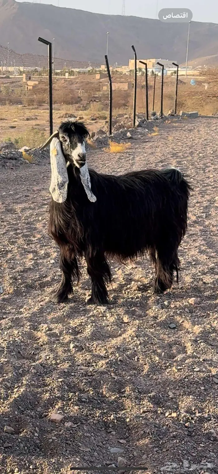 معزا عوارض صنف بنات الراسي 0
