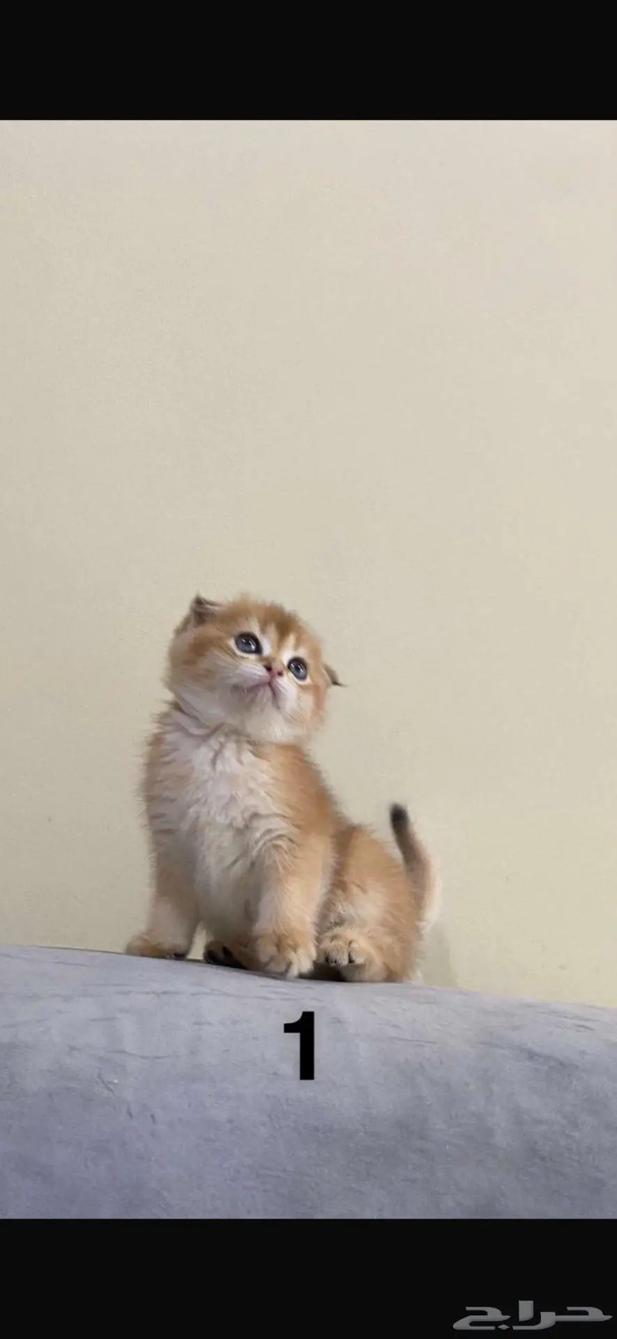 تزاوج قط ذكر (Scottish Fold Shorthair) 9
