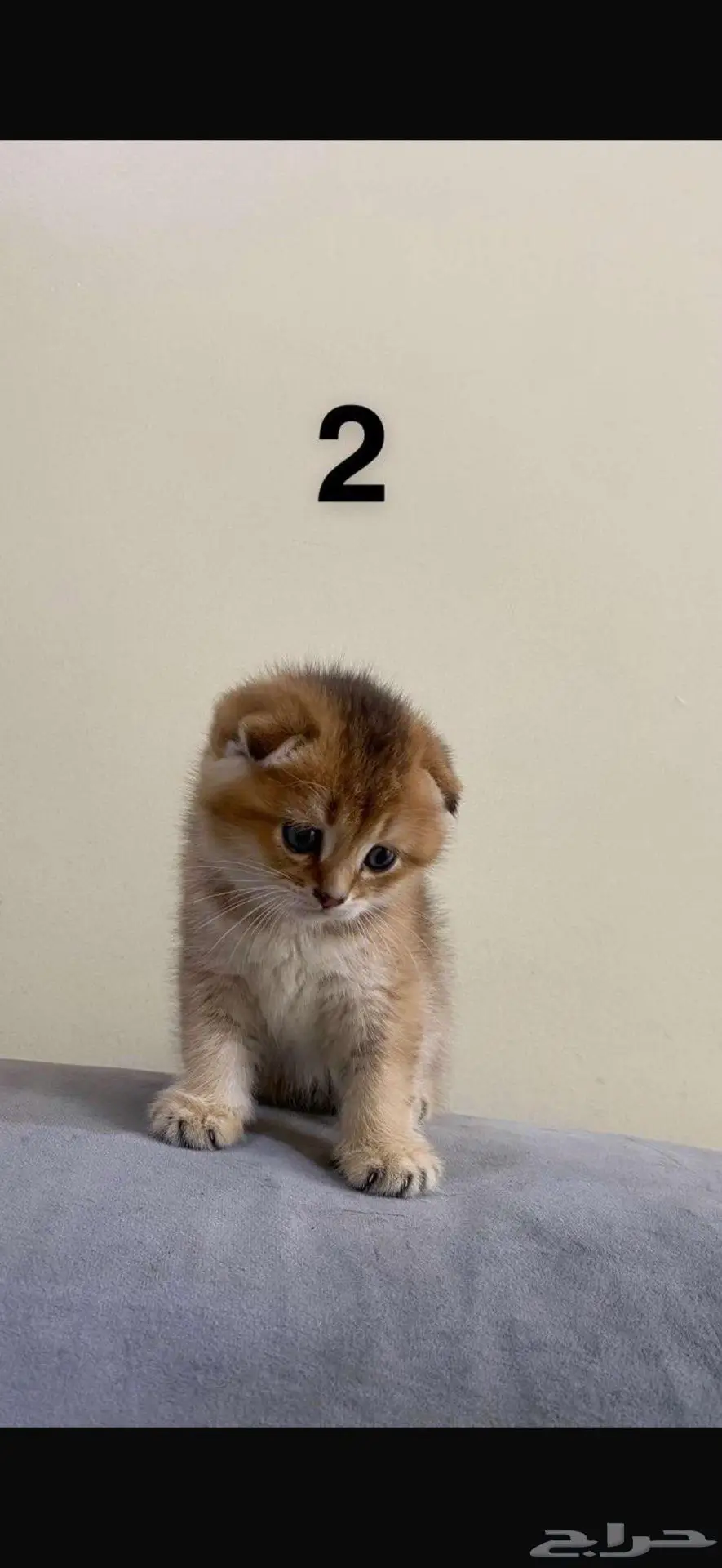 تزاوج قط ذكر (Scottish Fold Shorthair) 8