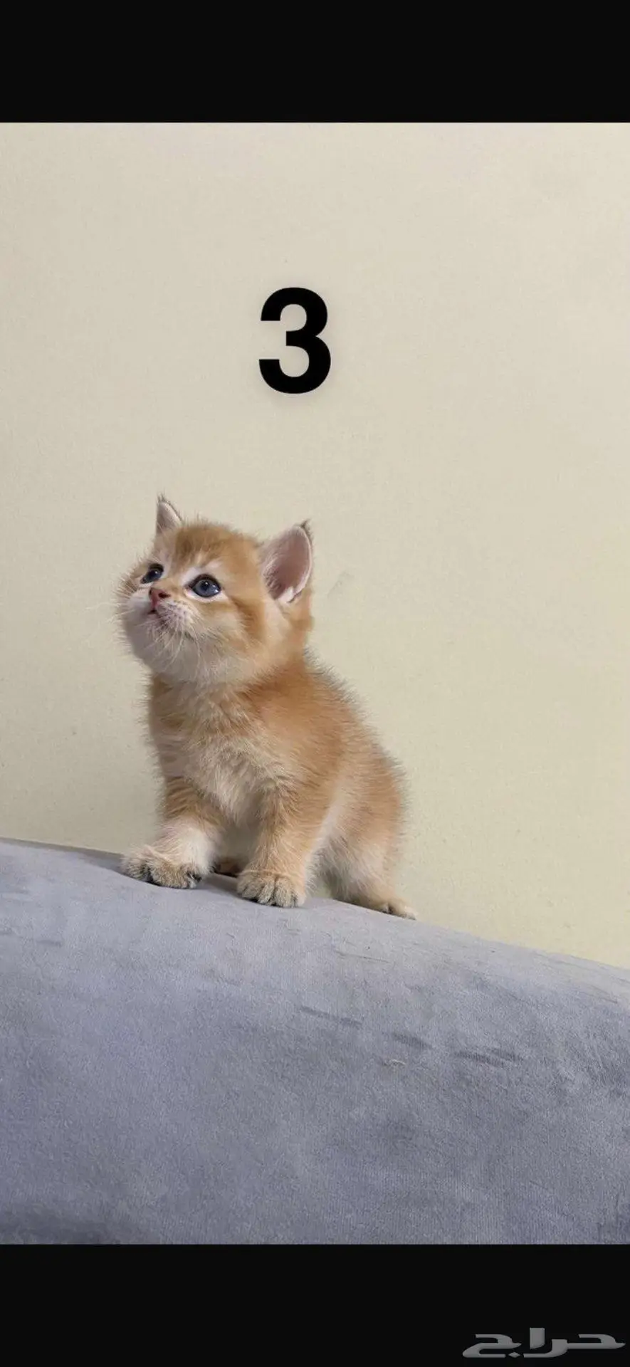 تزاوج قط ذكر (Scottish Fold Shorthair) 7
