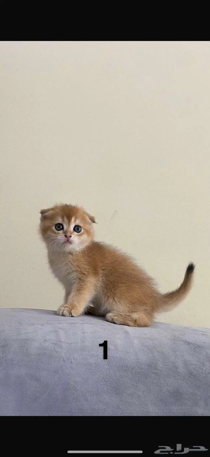 تزاوج قط ذكر (Scottish Fold Shorthair) 6
