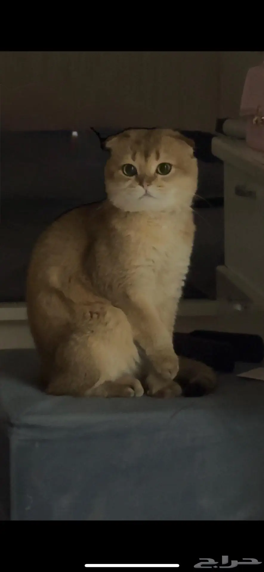 تزاوج قط ذكر (Scottish Fold Shorthair) 1