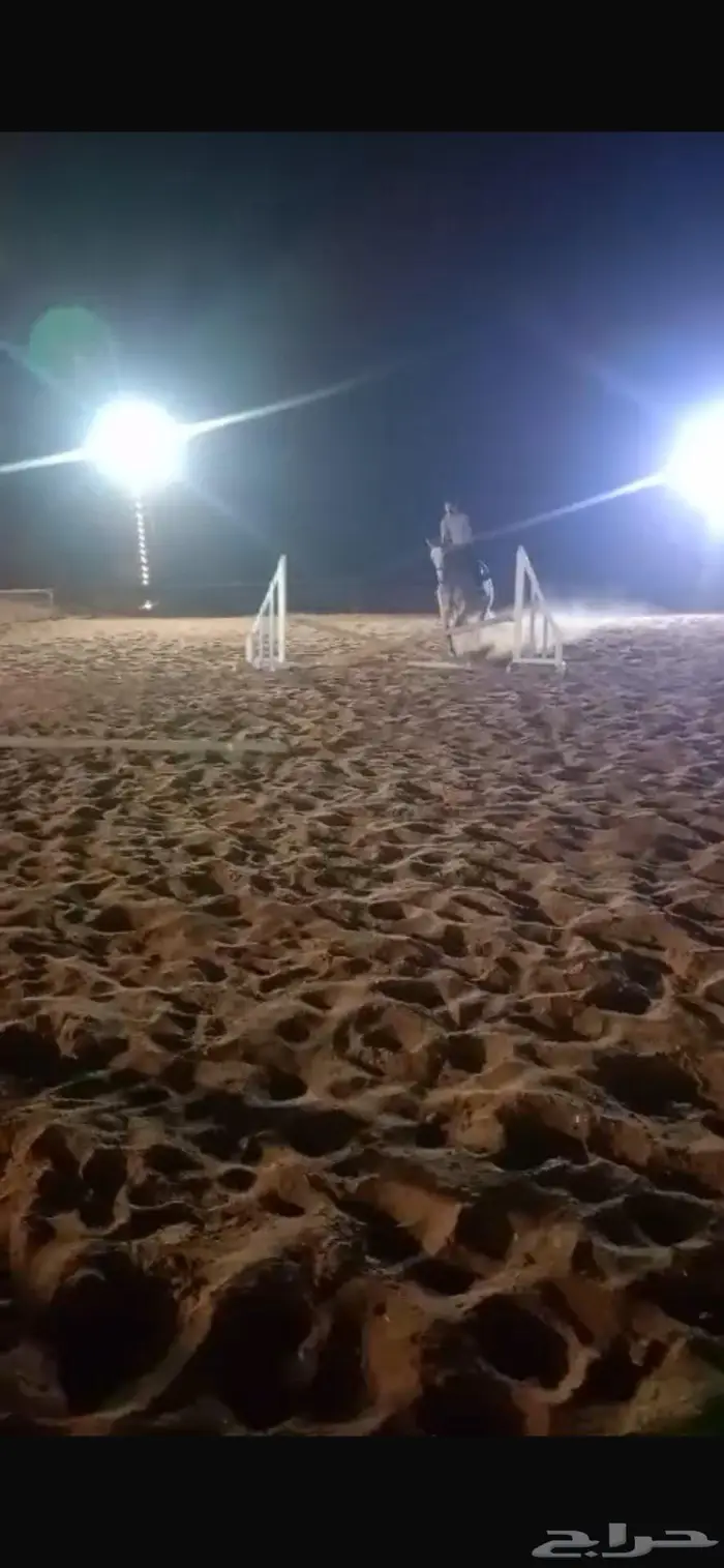 حصان انقليزي قفز حواجز للتعليم البيع شعبي 1
