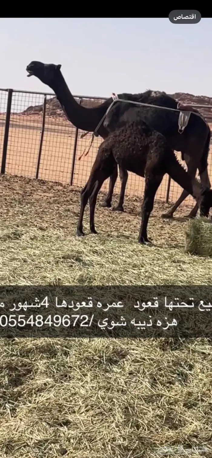 وادي الدواسر 2