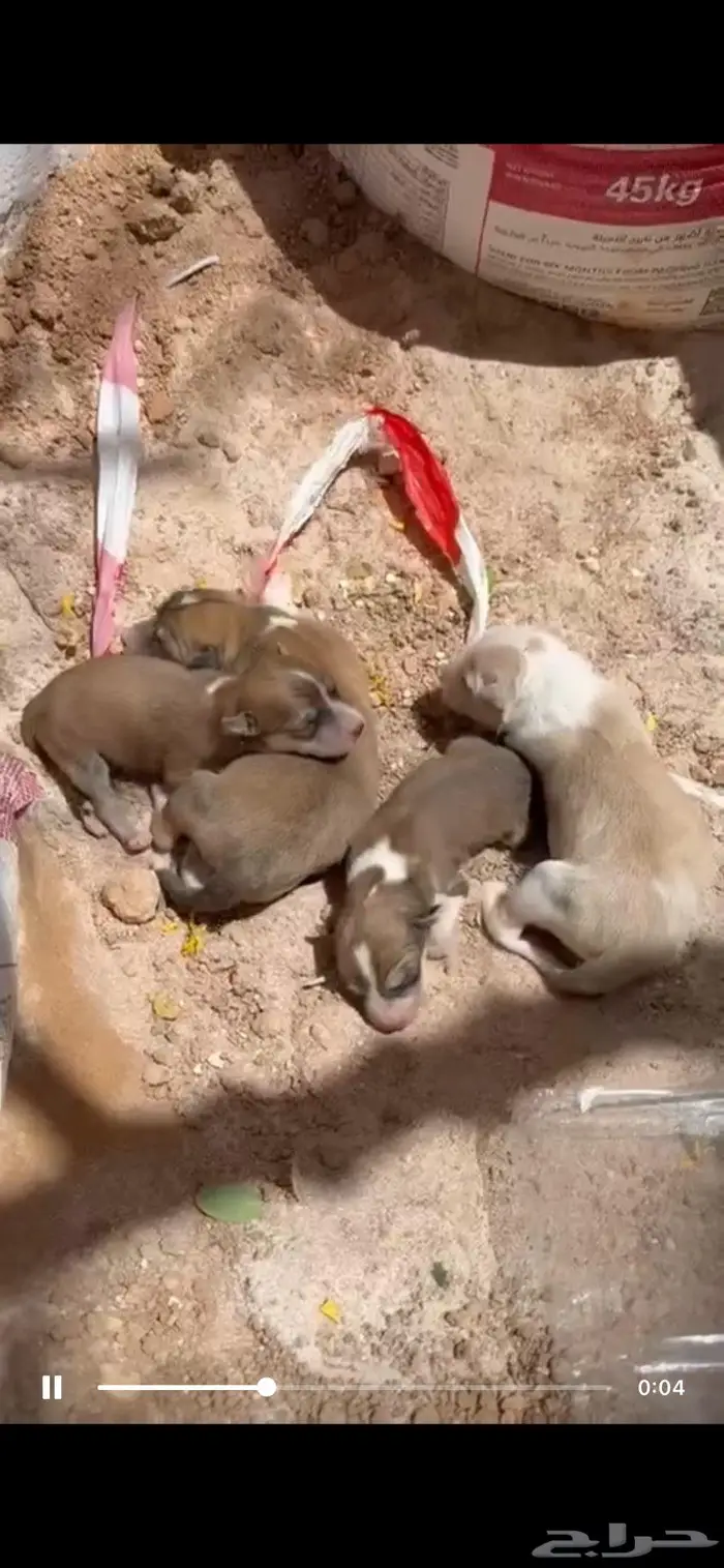 للتبني كلبه مع اربع جراوي 3