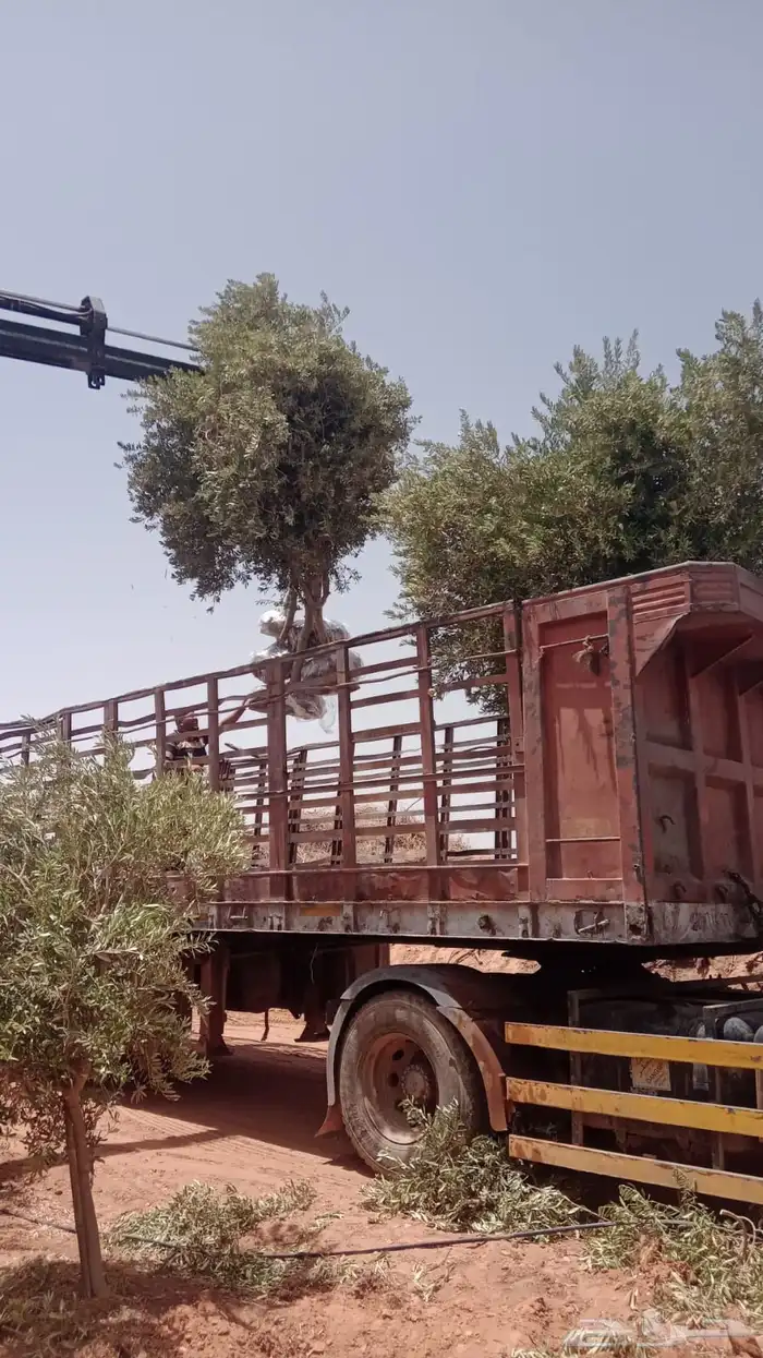 اشجار زيتون مثمرة 0