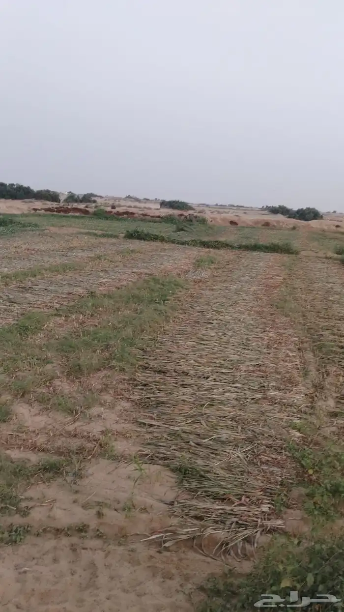 علف للبيع الموقع غرب القوز الكدسه 1