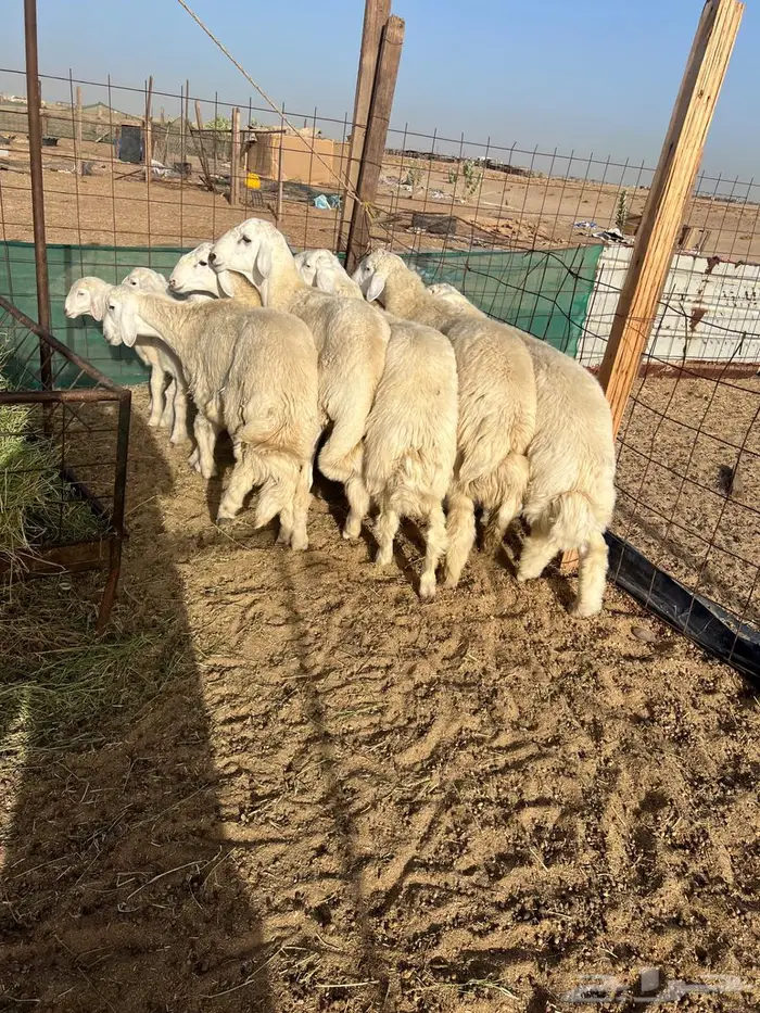 طليان جبره 1