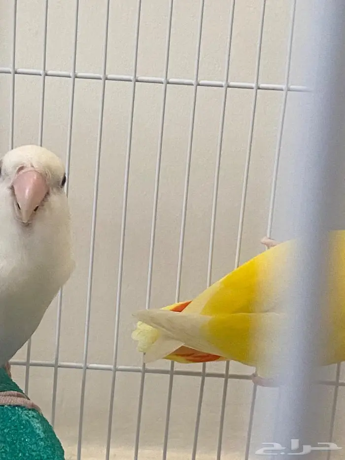 طيور روز. ( زوج ) للبيع 0