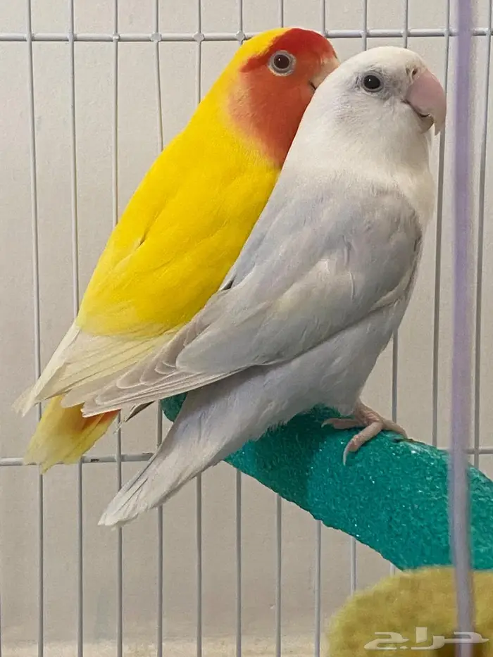 طيور روز. ( زوج ) للبيع 3