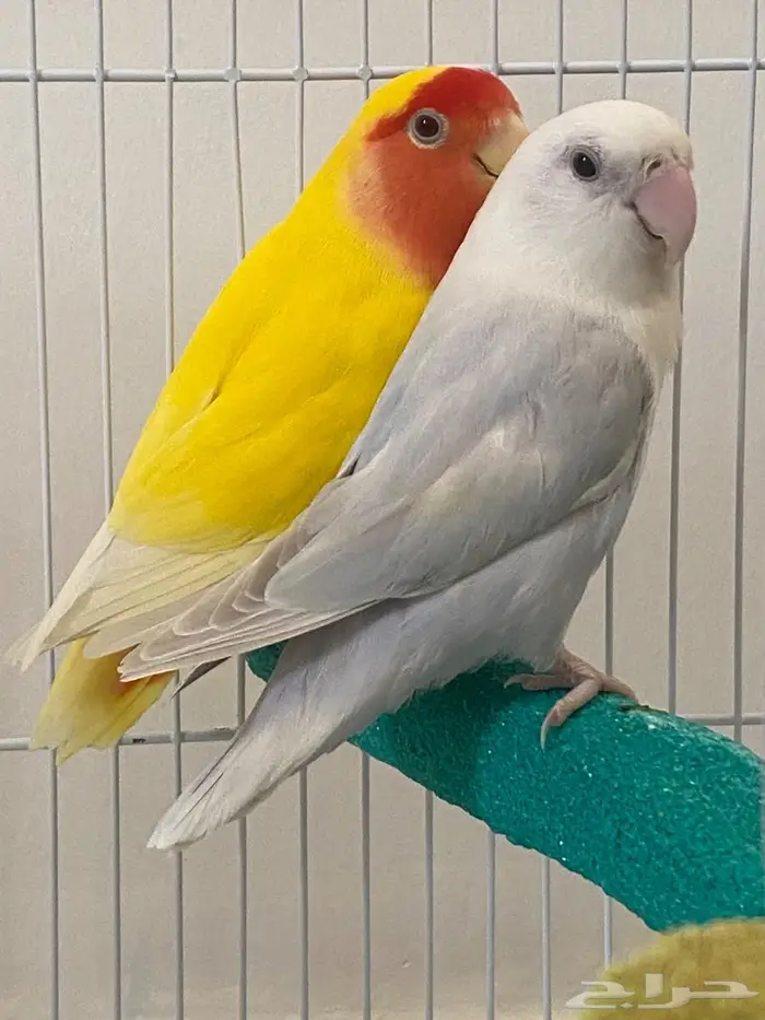 طيور روز. ( زوج ) للبيع 1