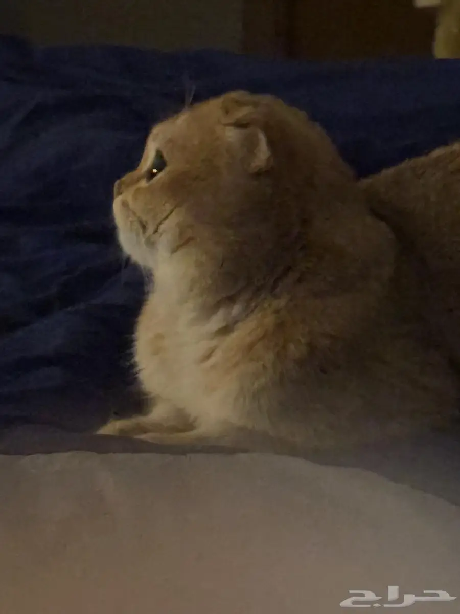 تزاوج قط ذكر (Scottish Fold Shorthair) 4