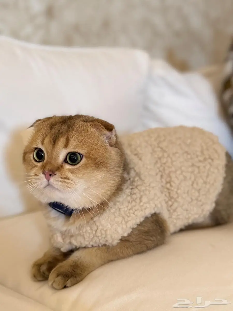 تزاوج قط ذكر (Scottish Fold Shorthair) 2