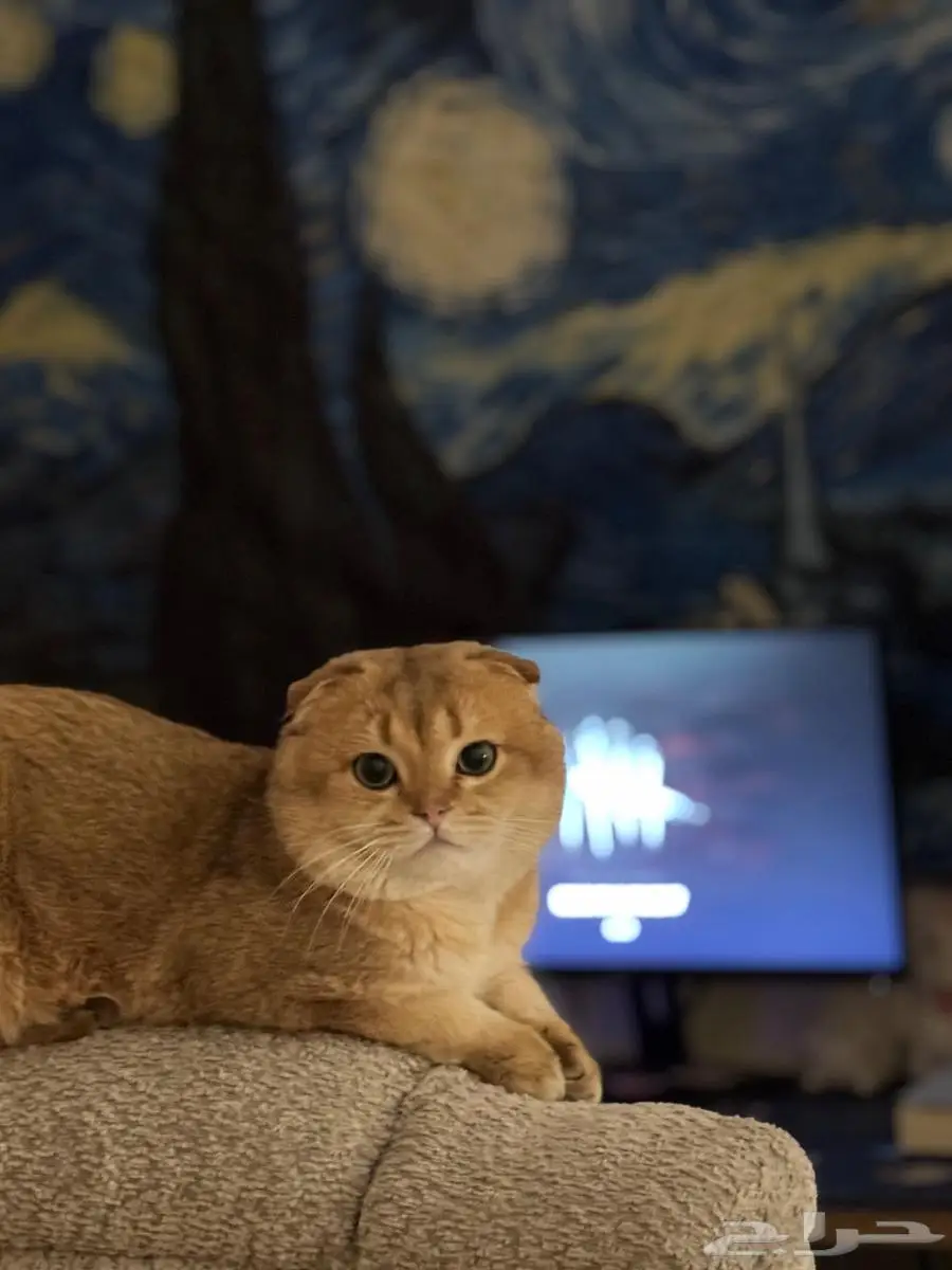 تزاوج قط ذكر (Scottish Fold Shorthair) 0