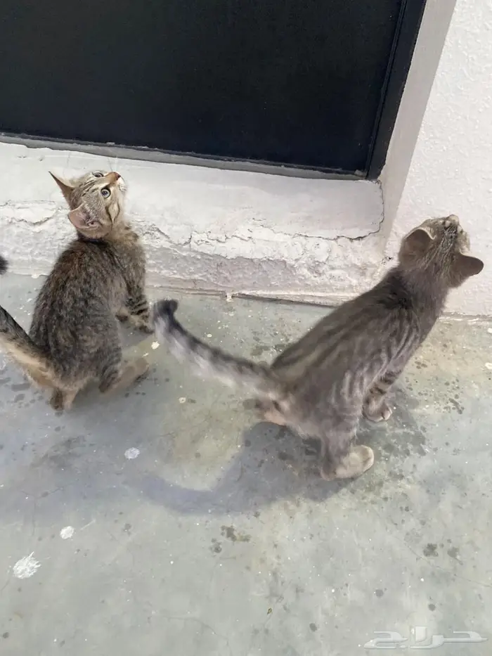قطه شرازيه معها انثى و ذكر 0