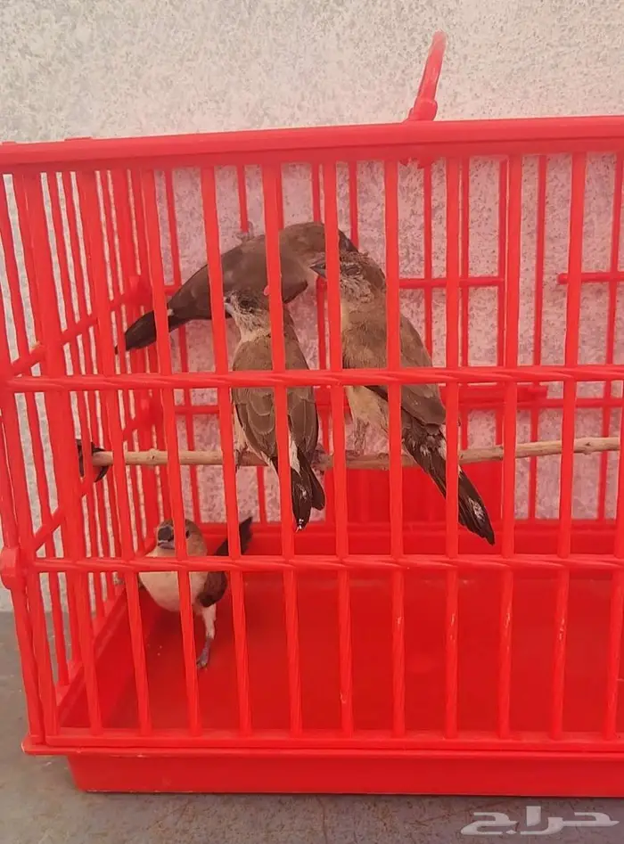 جوزين زيبرا بلدي 0