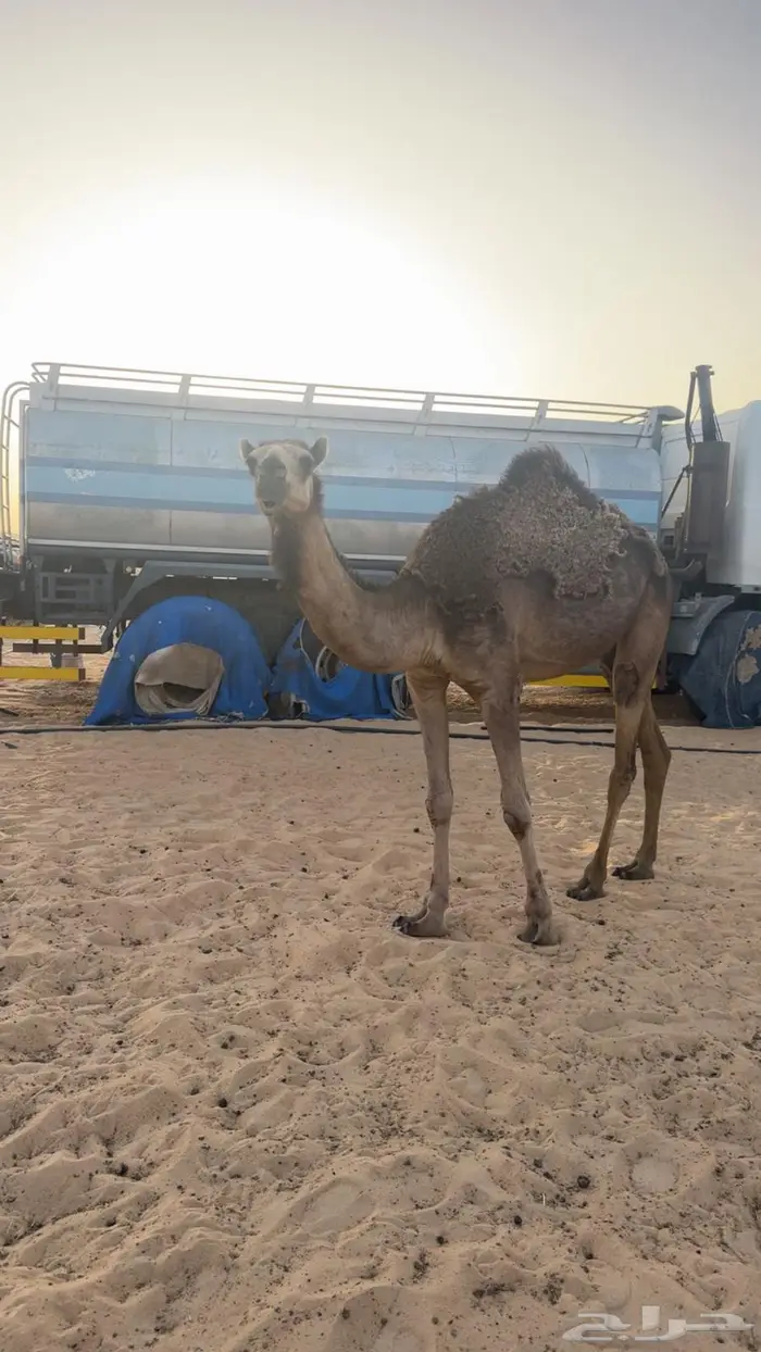 بكره حقه 11