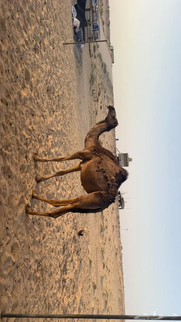 بكره حقه 7