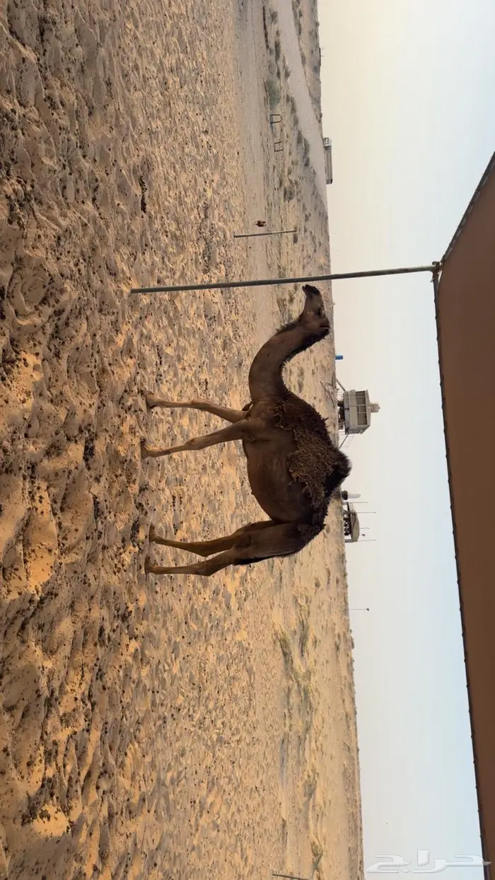 بكره حقه 6