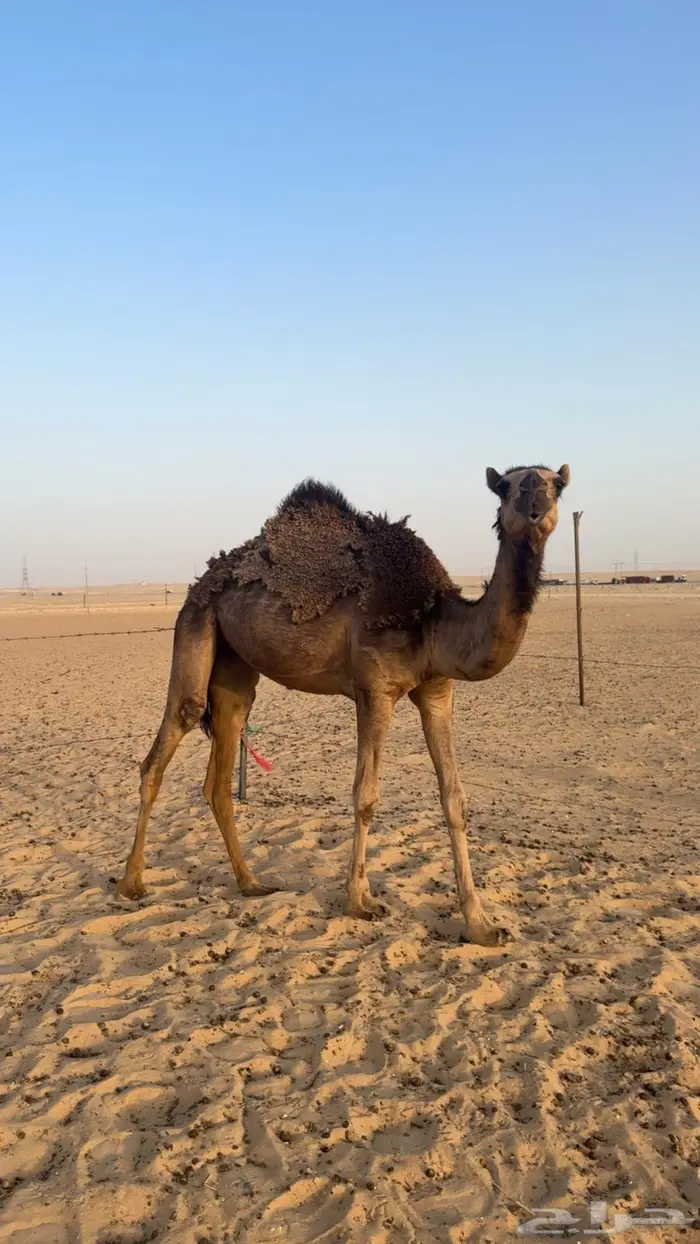 بكره حقه 0