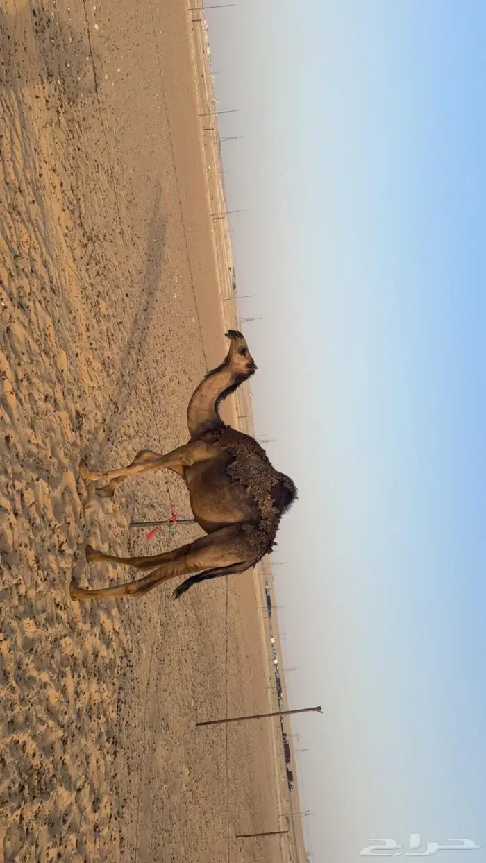 بكره حقه 4