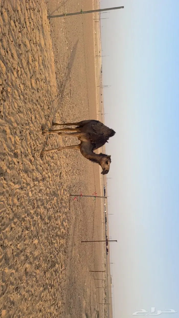 بكره حقه 5