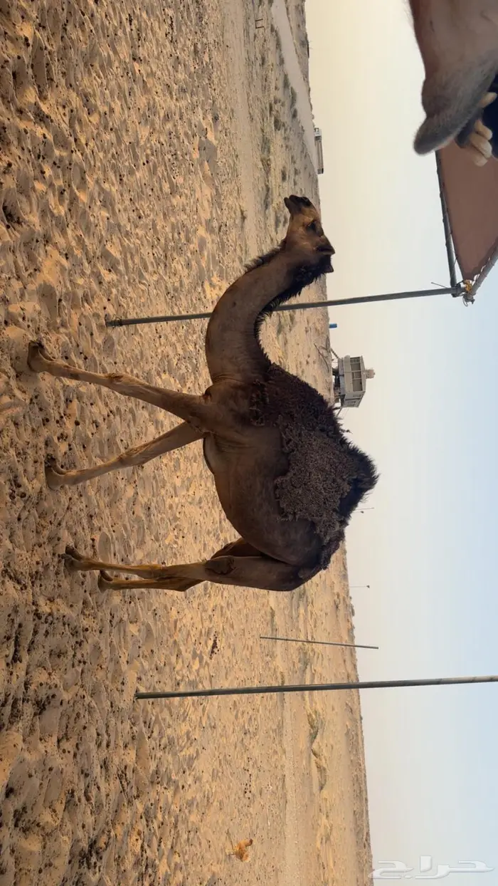 بكره حقه 9
