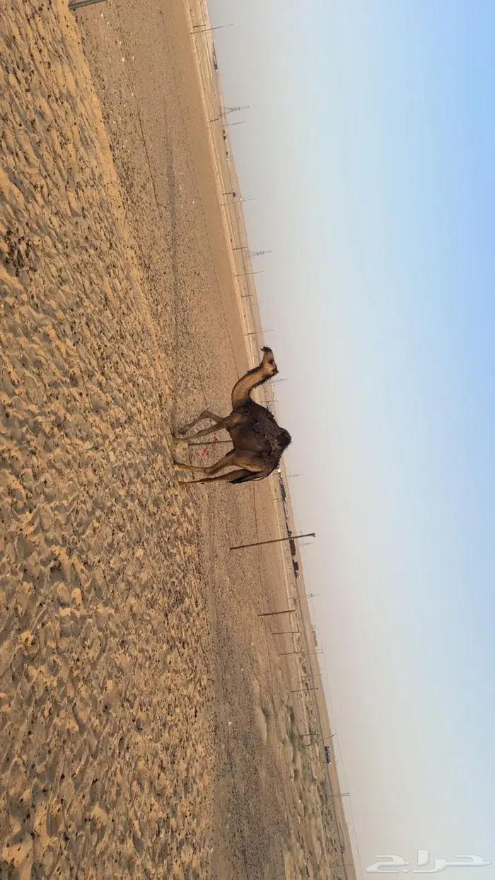 بكره حقه 8