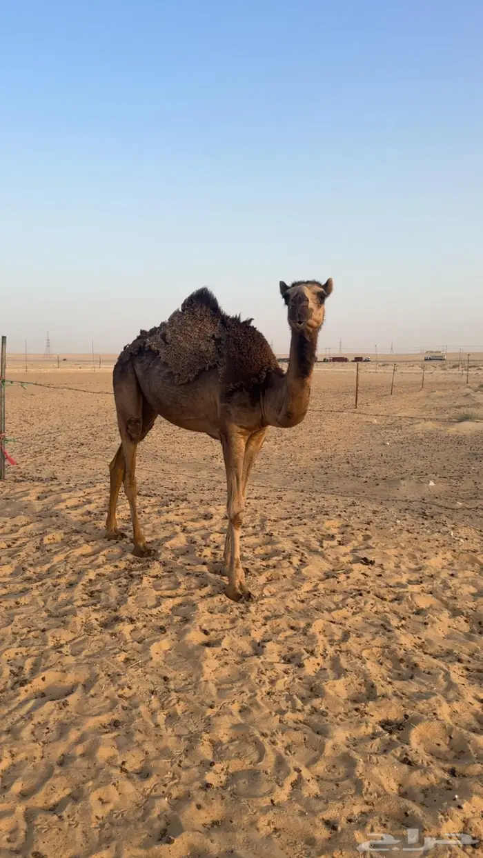 بكره حقه 2
