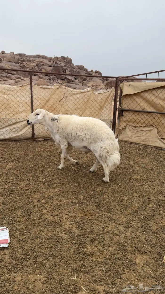 تم البييع 2