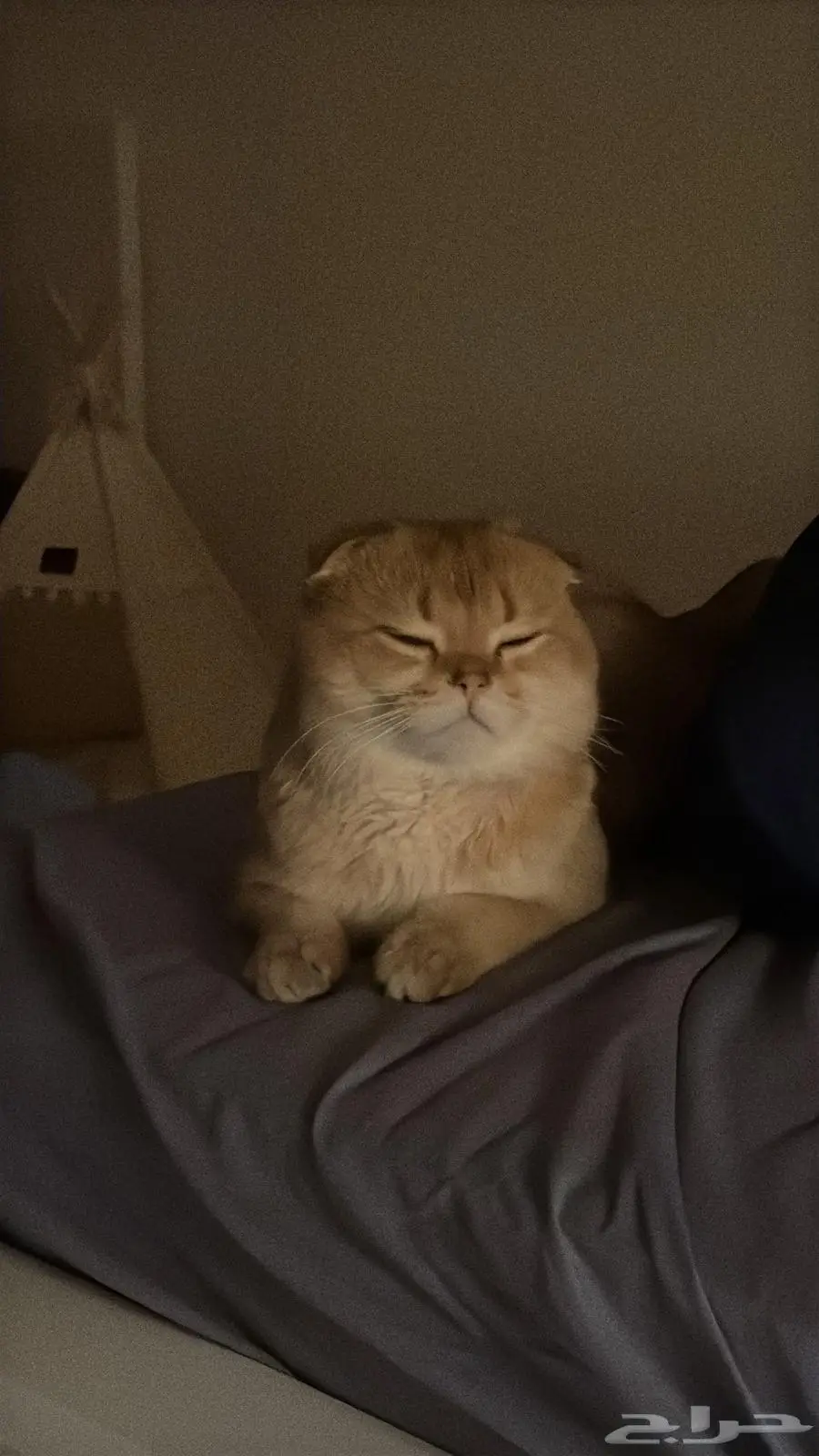 تزاوج قط ذكر (Scottish Fold Shorthair) 5