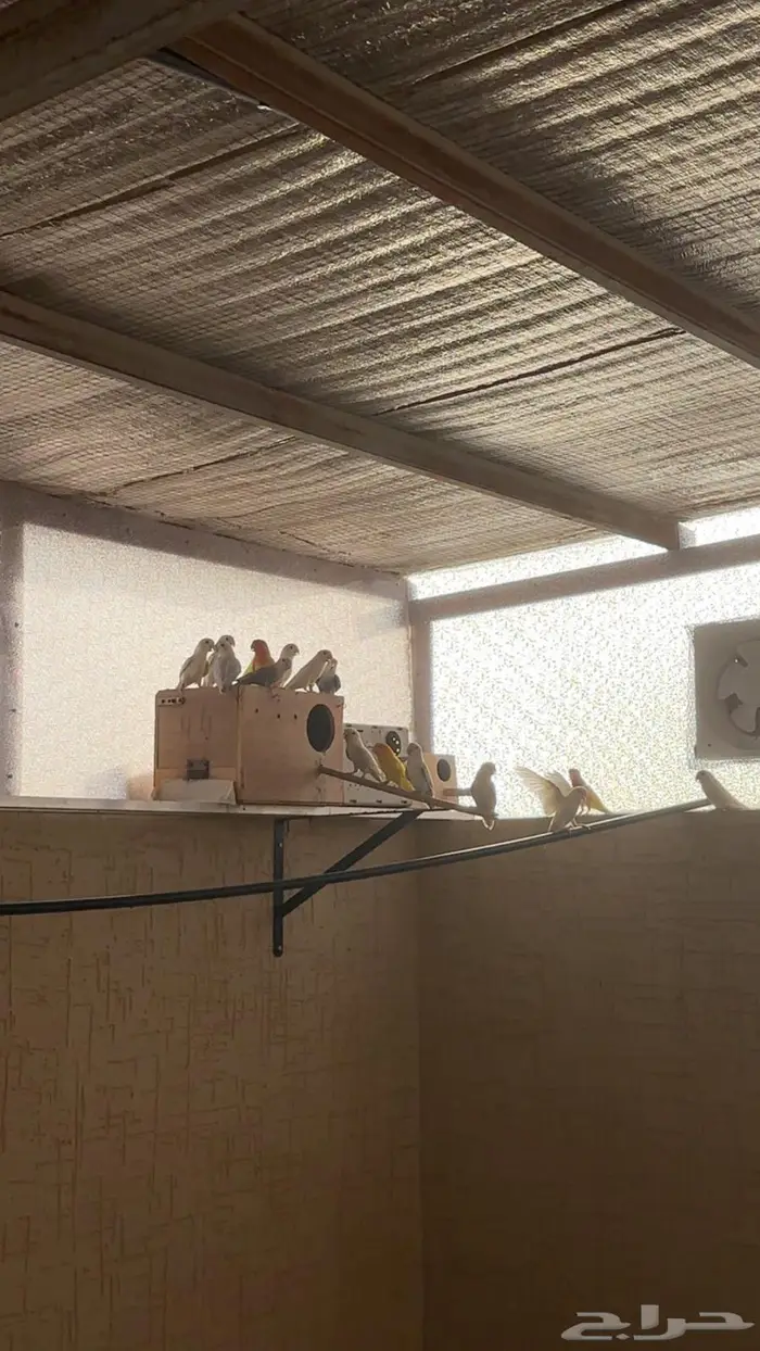 اجواز روز للبيع 2