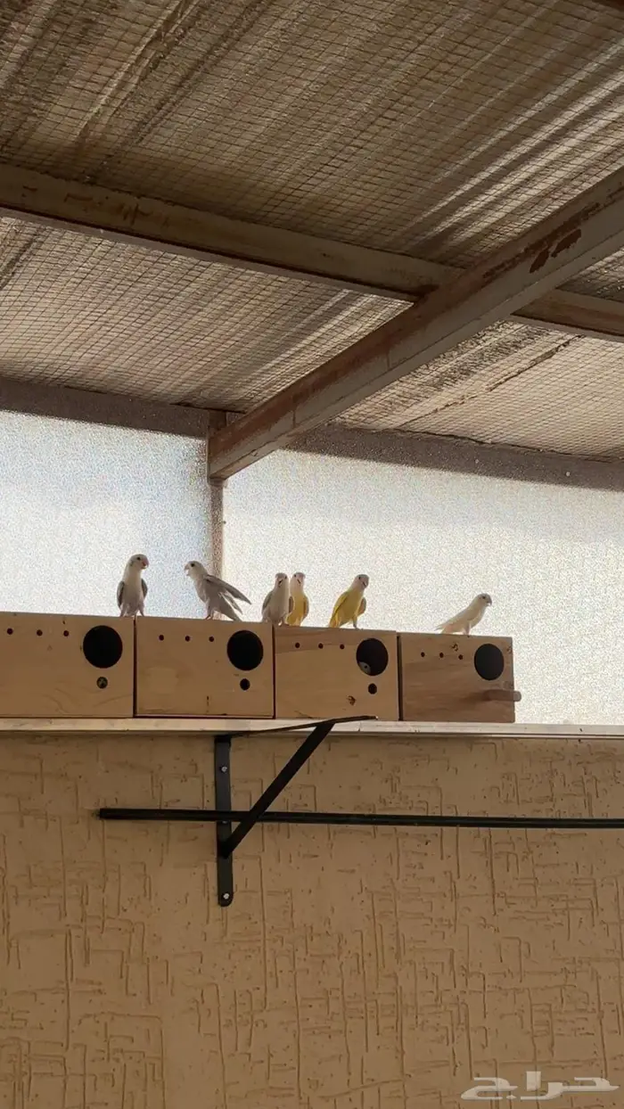 اجواز روز للبيع 1