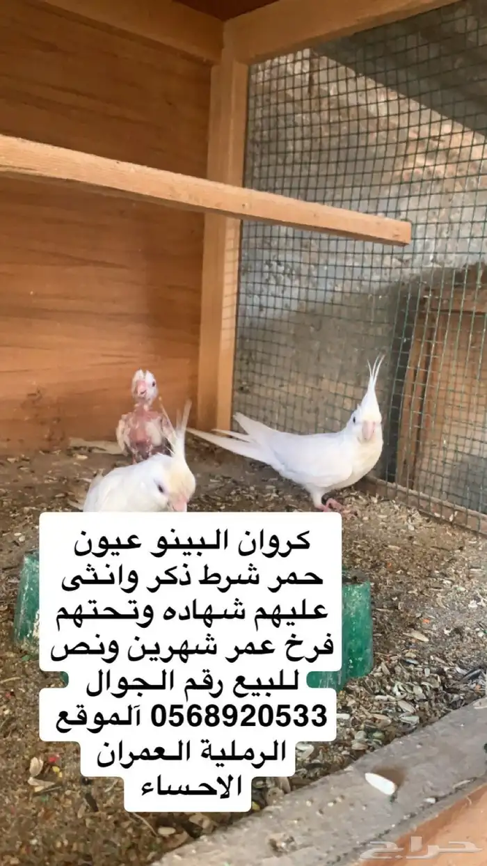 كروان البينو صافي تحته فرخ عمر شهرين ونص وتحته طبه ثنيه فرخ 0