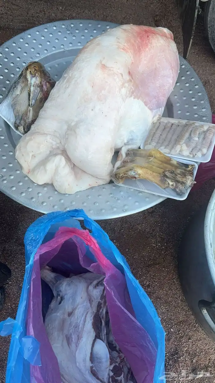 طليان نعيم 8