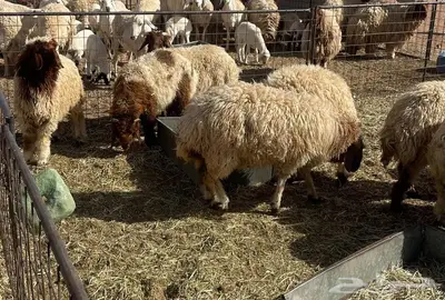اضاحي نعيم فاخره تم البيع 0