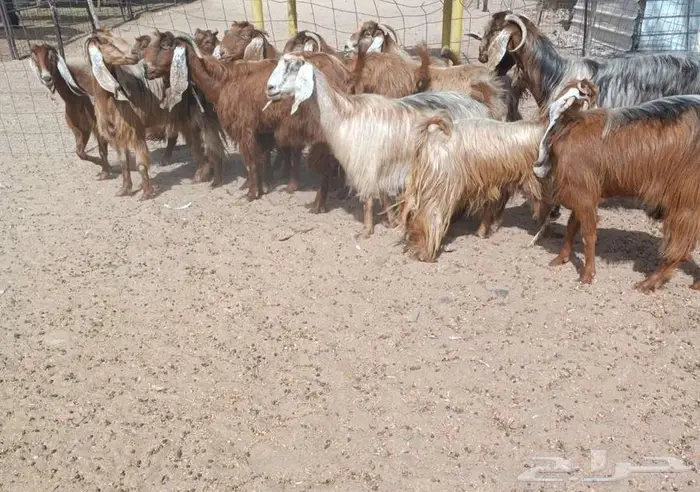 ( تم البيع) 12 معزا مضاريع هجين مصري يتبعها 2 في أملج 2