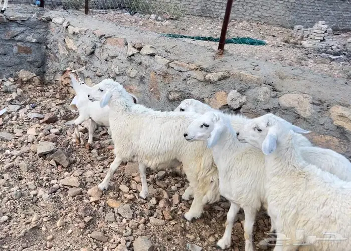 7طليان اضاحي مقفله شحم 0