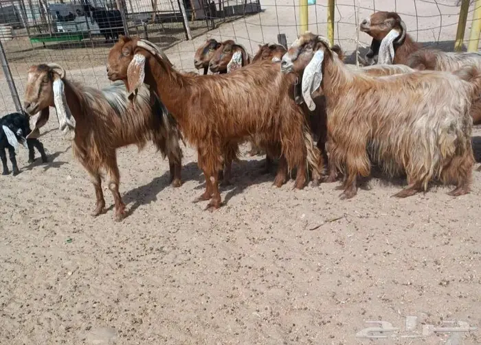 ( تم البيع) 12 معزا مضاريع هجين مصري يتبعها 2 في أملج 4