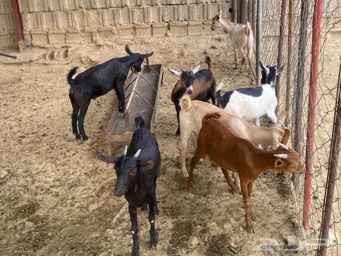 السلام عليكم يوجد بهم ذكور و إناث للبيع 2