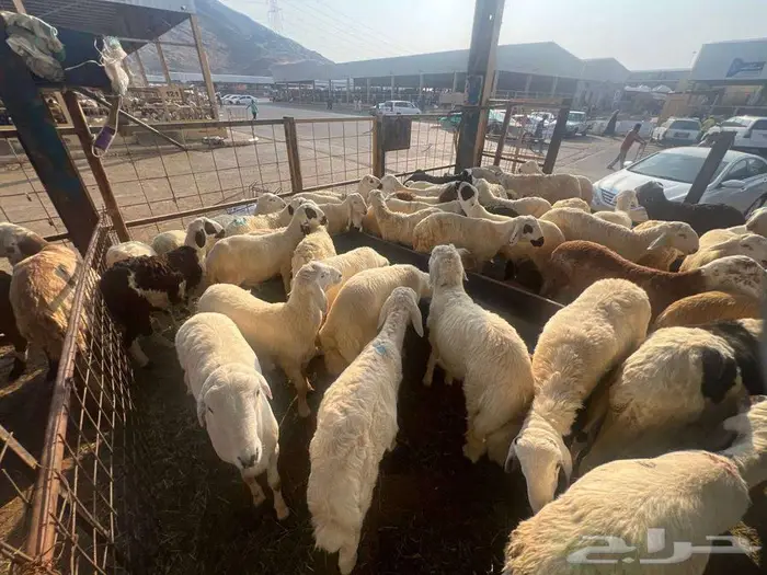 عقيقة سواكني ب 1300 شامل تصوير ذبح توزيع توصيل 12