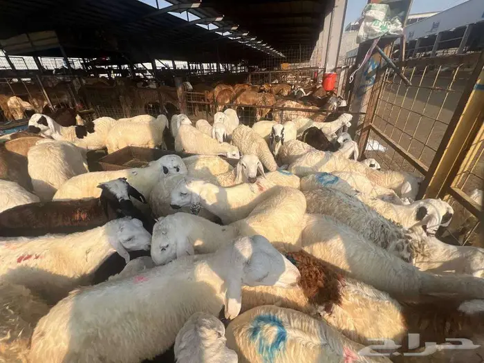 عقيقة سواكني ب 1300 شامل تصوير ذبح توزيع توصيل 5