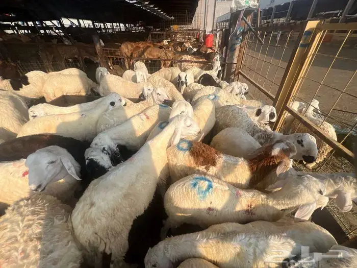 عقيقة سواكني ب 1300 شامل تصوير ذبح توزيع توصيل 2