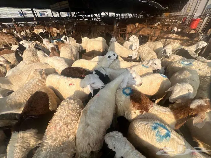 عقيقة سواكني ب 1300 شامل تصوير ذبح توزيع توصيل 14