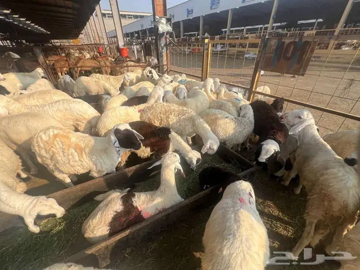 عقيقة سواكني ب 1300 شامل تصوير ذبح توزيع توصيل 7