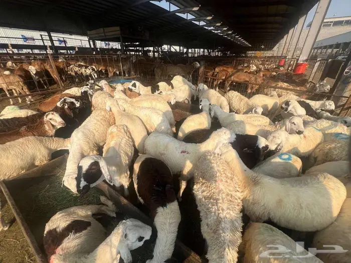 عقيقة سواكني ب 1300 شامل تصوير ذبح توزيع توصيل 0