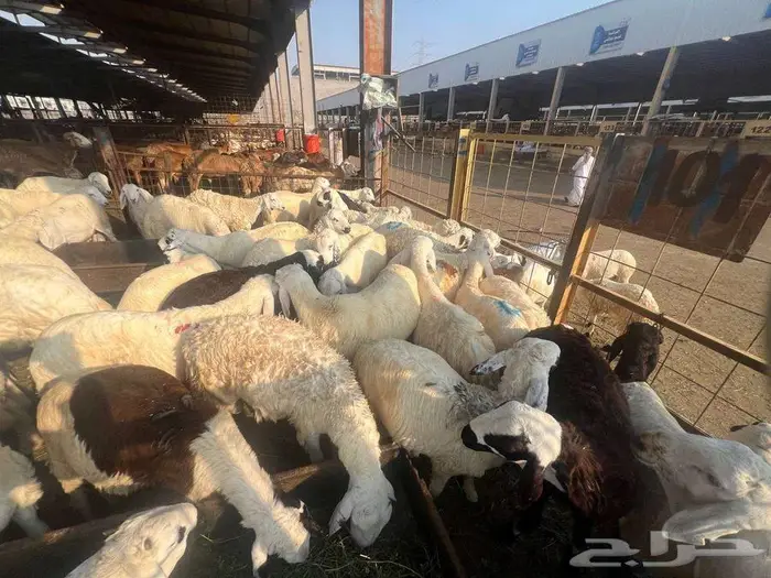 عقيقة سواكني ب 1300 شامل تصوير ذبح توزيع توصيل 9