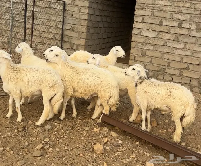 7طليان اضاحي مقفله شحم 2